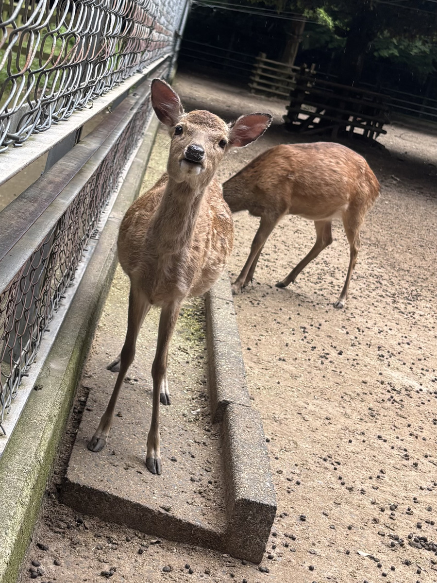 天使ちむ