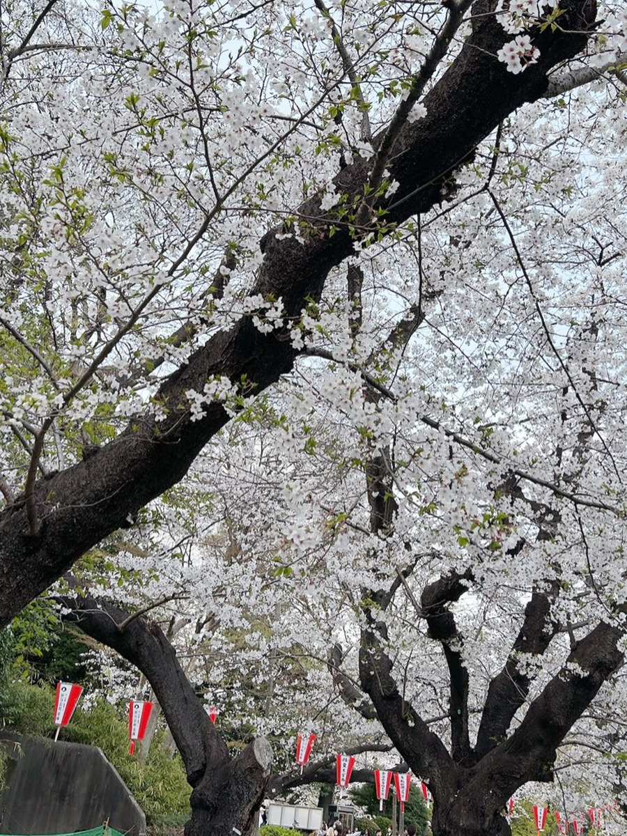 上原める