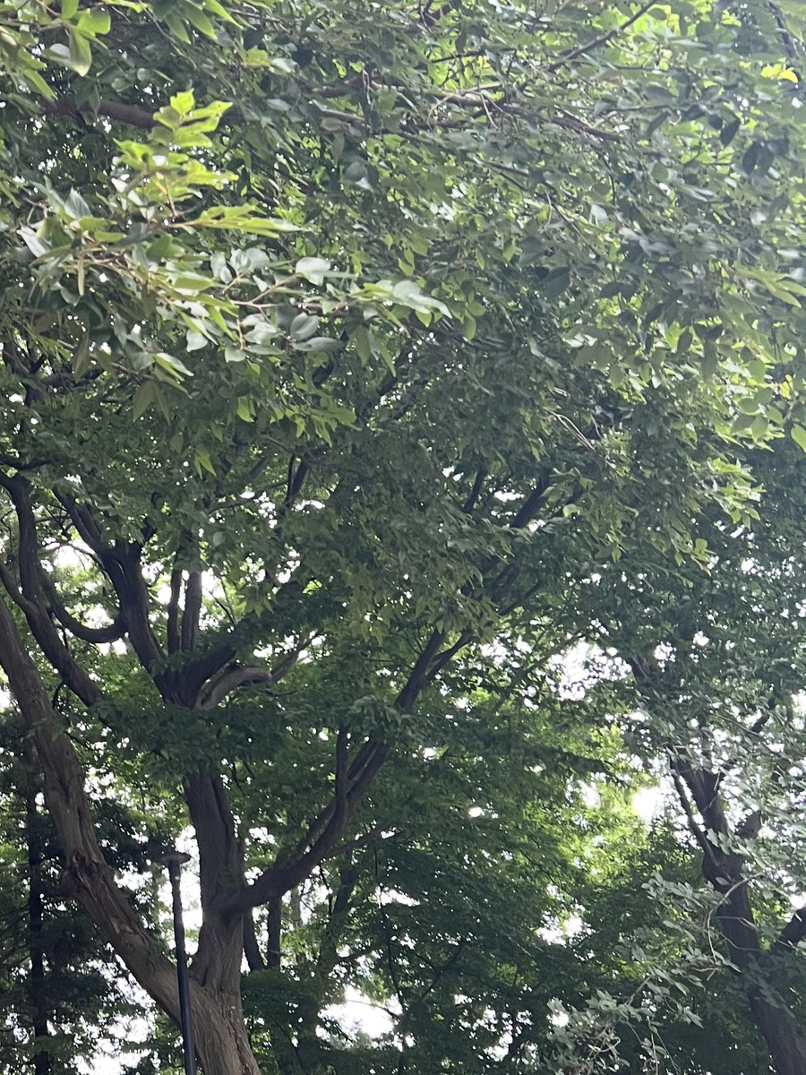 向井ゆい