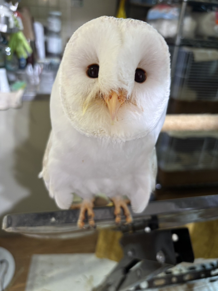 三ツ谷はじめ